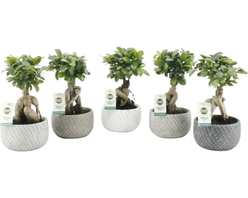 Čínský fíkus FloraSelf Ficus microcarpa 'Ginseng' – včetně keramického obalu Classic Stone Ø 16 cm, různé druhy Čínský fíkus FloraSelf Ficus microcarpa 'Ginseng' – včetně keramického obalu Classic Stone Ø 16 cm, různé druhy