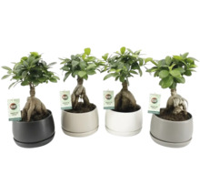 Čtyři rostliny Ficus Ginseng v květináčích