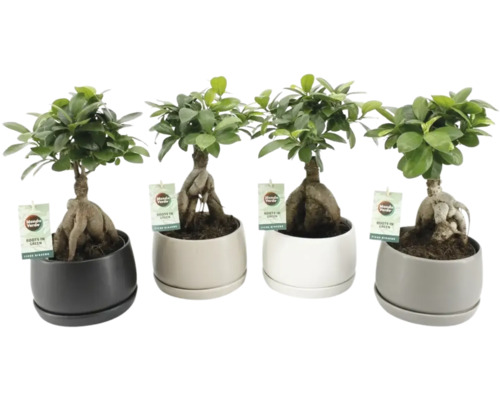 Čínský fíkus FloraSelf Ficus microcarpa 'Ginseng' – včetně keramického obalu Shengzi Ø 16 cm, různé druhy Čínský fíkus FloraSelf Ficus microcarpa 'Ginseng' – včetně keramického obalu Shengzi Ø 16 cm, různé druhy