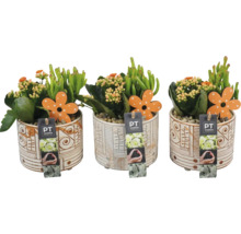 Pokojové aranžmá letní mix FloraSelf Ø 14 cm