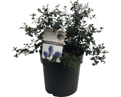 Plazivka modřencová ''Blauhügel'' v květináči