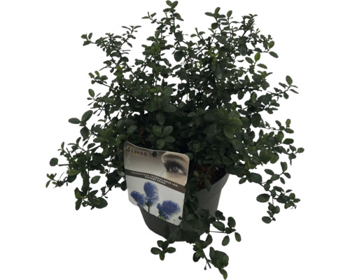 Modrý okrasný keř Ceanothus thyrsiflorus var. Repens Sense v květináči