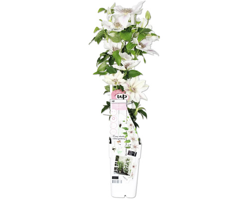 Plamének bílý FloraSelf Clematis Boulevard výška 45 cm květináč Ø 15 cm