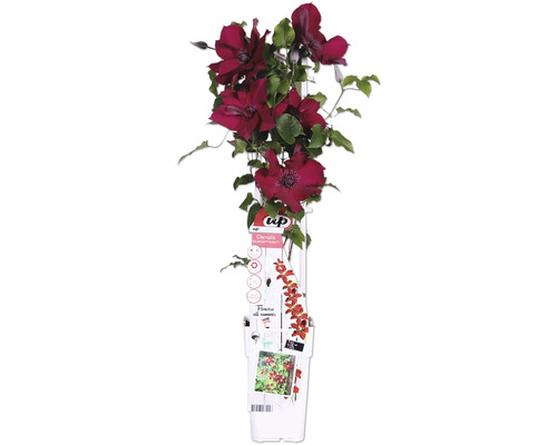 Plamének červený FloraSelf Clematis Boulevard výška 45 cm květináč Ø 15 cm