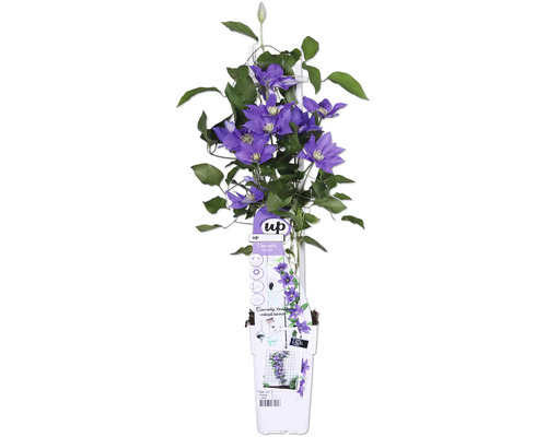 Plamének modrofialový FloraSelf Clematis Boulevard výška 45 cm květináč Ø 15 cm Plamének modrofialový FloraSelf Clematis Boulevard výška 45 cm květináč Ø 15 cm