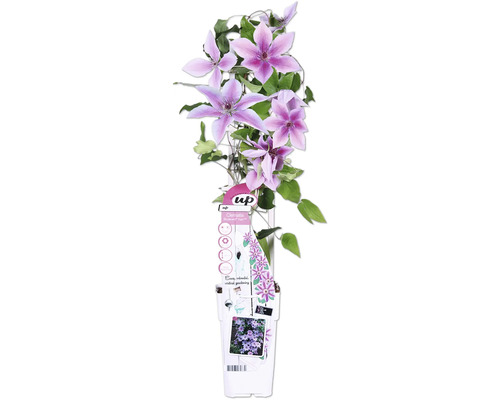 Plamének pruhovaný FloraSelf Clematis Boulevard výška 45 cm květináč Ø 15 cm Plamének v květináči s fialovými květy a zelenými listy.