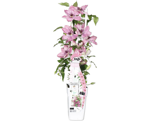 Plamének fialový/růžový FloraSelf Clematis Boulevard výška 45 cm květináč Ø 15 cm Plamének fialový/růžový FloraSelf Clematis Boulevard výška 45 cm květináč Ø 15 cm