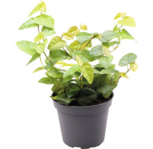 Fíkus plazivý mix FloraSelf Ficus pumila Ø 6 cm květináč
