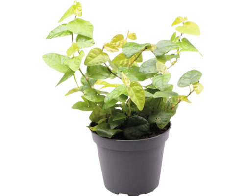 Fíkus plazivý mix FloraSelf Ficus pumila Ø 6 cm květináč