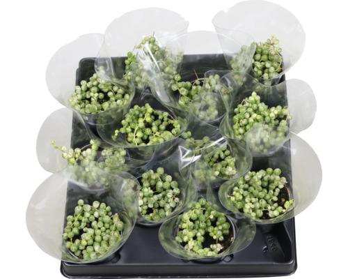 Starček FloraSelf Senecio herreianus ‘Variegata’ květináč Ø 6 cm