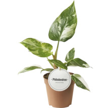 Pokojová rostlina Philodendron v květináči