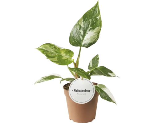 Pokojová rostlina Philodendron v květináči