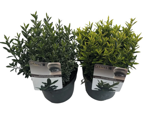 Brslen japonský FloraSelf Euonymus japonicus 'Microphyllus' květináč 2 l