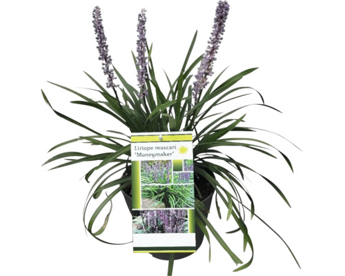 Rostlina Liriope muscari ''Moneymaker'' v květináči
