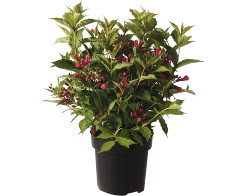 Kvetoucí vajgélie v květináči