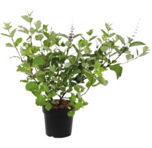 Drmek obecný FloraSelf Vitex agnus-castus 'Chicagoland Blues' květináč 4,5 l