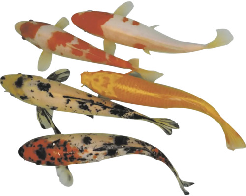 Cyprinus carp. koi 16-18 cm kapr koi b Pět koi kaprů z ptačí perspektivy