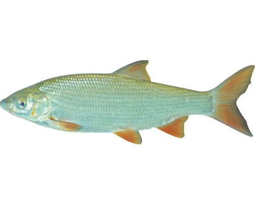 Jedna ryba jelec tloušť