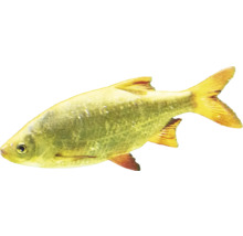 Zlatá parmička do akvária