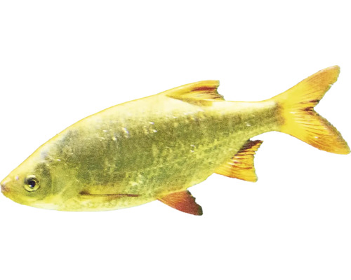 Zlatá parmička do akvária