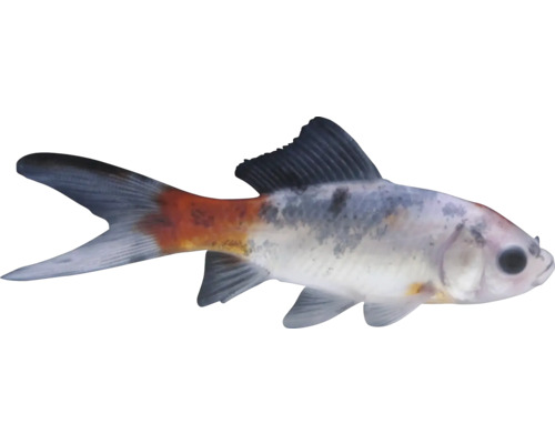 Závojnatka okrasná ryba