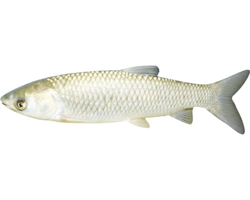 Detailní záběr ryby jelce tlouště