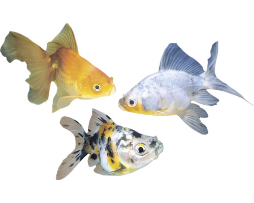 Tři zlaté rybky v akváriu