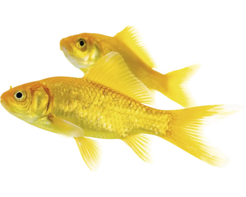 Dvě zlaté rybky na obrázku