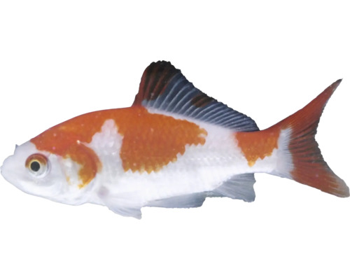 Oranžovo-bílý závojnatka s kometovým ocasem