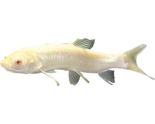 Albínský parma pro zahradní jezírko