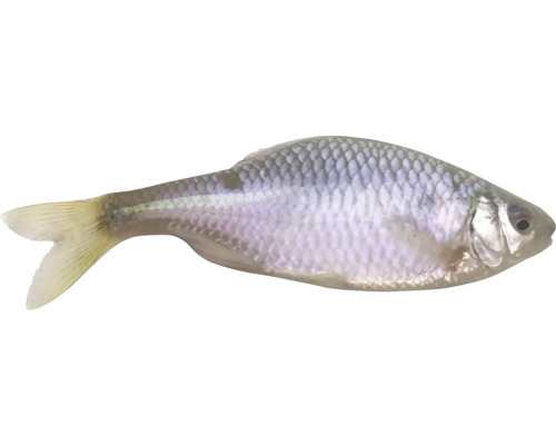 Stříbrná hořavka duhová okrasná ryba pro akvária