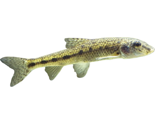 Sekavka jako okrasná ryba do akvária