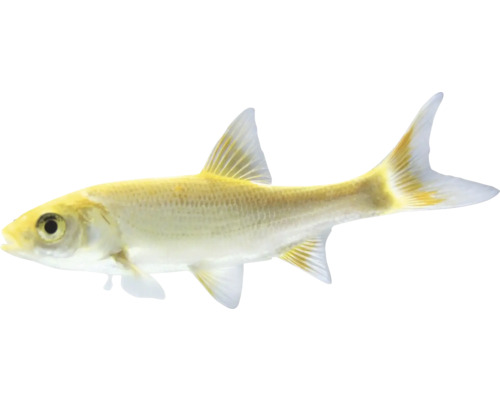 Zlatá rybka do zahradního jezírka