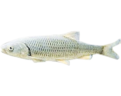 Jedna ryba se vzorem šupin