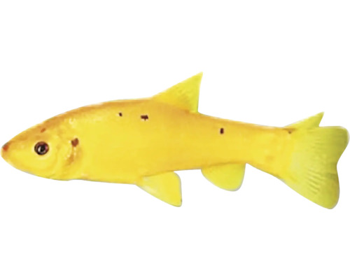 Žlutá hořavka pro zahradní jezírko