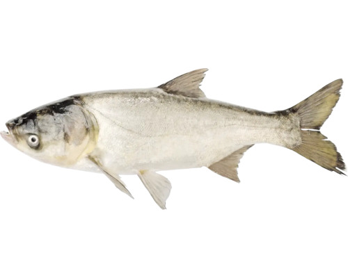 Stříbrný kapr ryba