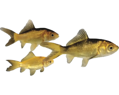 Tři zlaté rybky na obrázku.