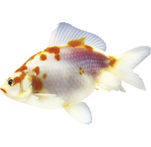 Zlatá rybka s fleky