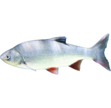 Jedna ryba Jelec tloušť