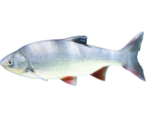 Jedna ryba Jelec tloušť