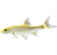 Žlutá okrasná ryba v profilu