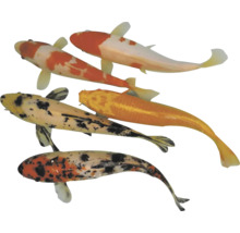 Několik kaprů koi v hejnu