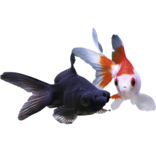 Dvě zlaté rybky: jedna černá a jedna červeno-bílá okrasná ryba