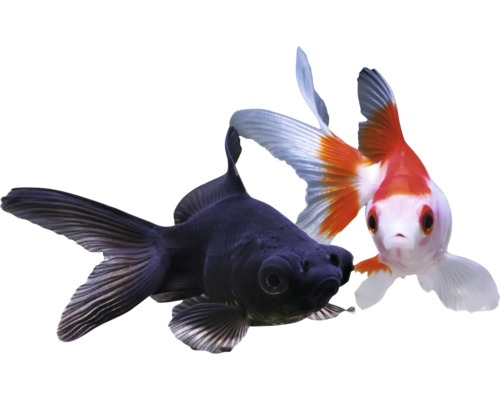 Dvě zlaté rybky: jedna černá a jedna červeno-bílá okrasná ryba