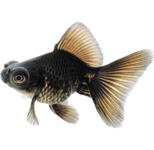 Černá teleskopická rybka do akvária