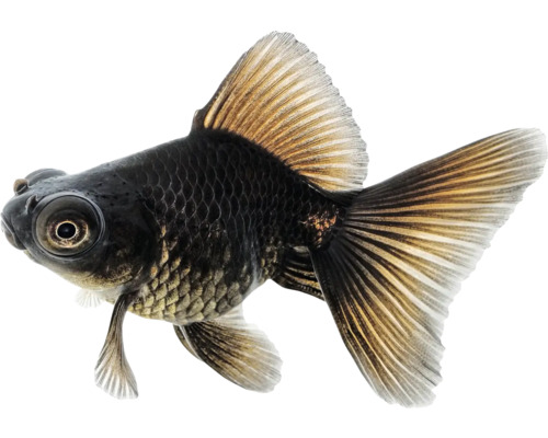 Černá teleskopická rybka do akvária