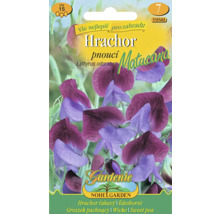 Hrachor vonný pnoucí Lathyrus odoratus MATUCANA fialovo-modrý