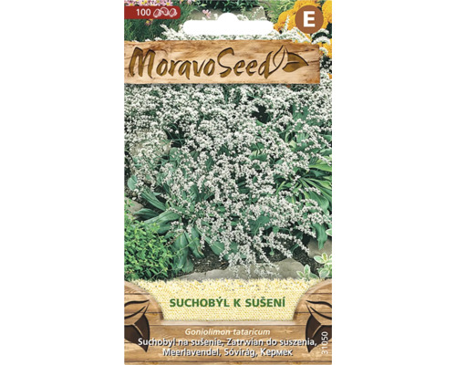 Suchobýl k sušení Goniolimon tataricum MoravoSeed