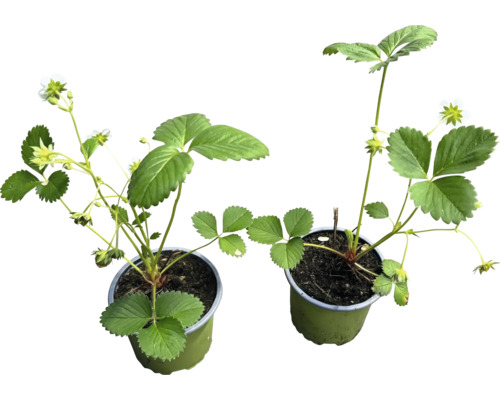 Dvě sazenice jahod v květináčích s listy a květy.