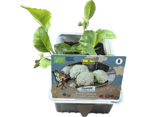 Květák v květináči s logem FloraSelf